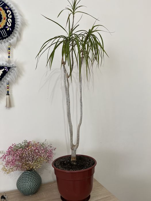 Үй гүлдері сатылады