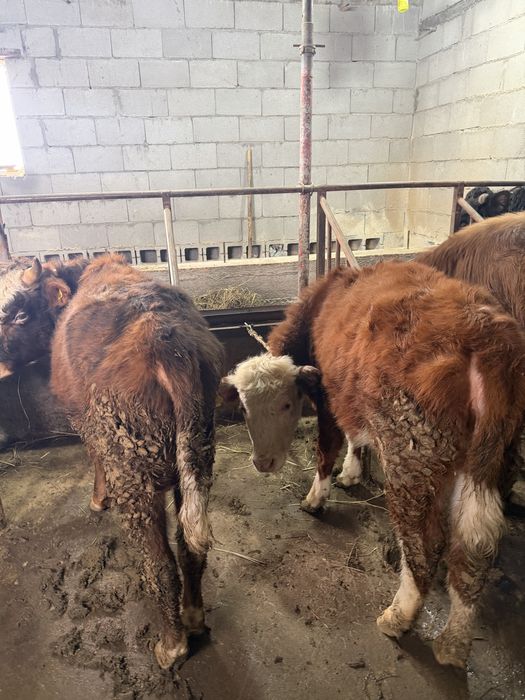 5 быков 2 телки в круг только