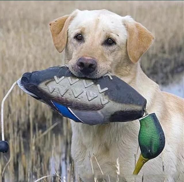 Апортировочная утка