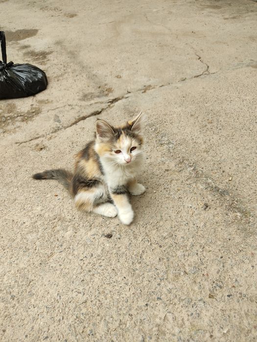 котята два месяца