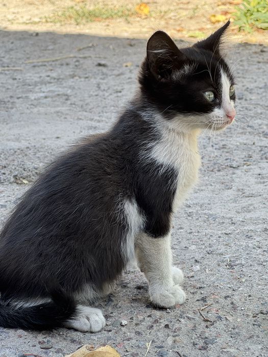 Котята коты и кошки в добрые руки