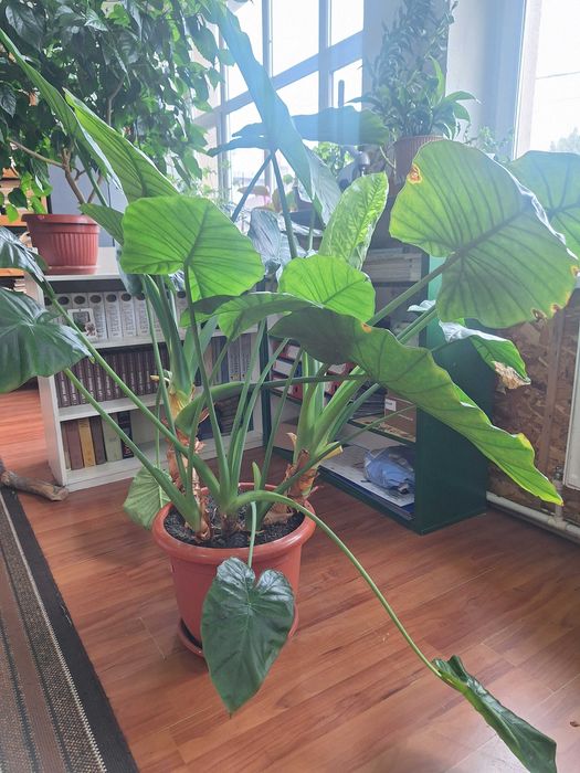 Flori mari- Philodendron, Colocasia și Crăciuniță
