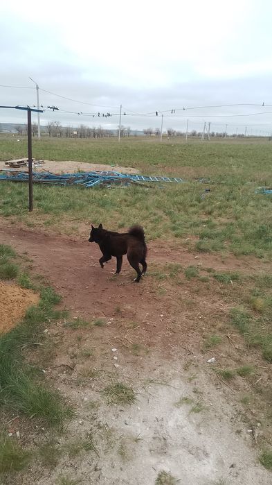 Лайк охотчный рабочий