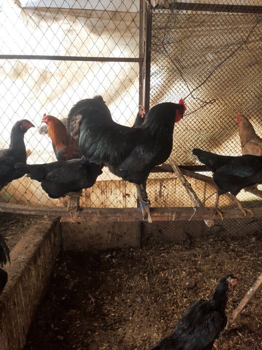 Avstralorp xõrozlar 2 ta