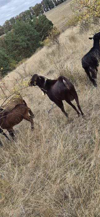 Tap  murciano in varsta de 3 ani pentru monta