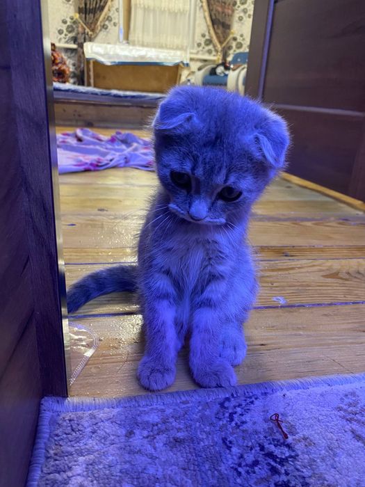 Пародистая Кошка