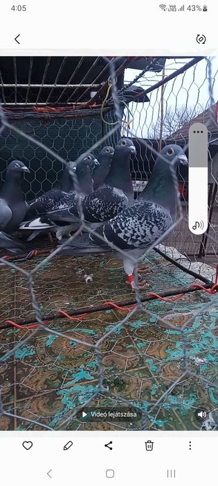 De vanzare porumbei voiajor