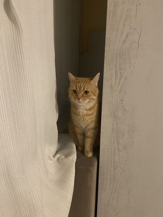 Отдаю в добрые руки кота