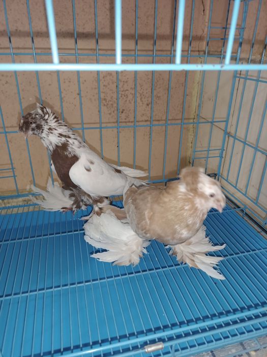 Продаются Бухарские барабанщики