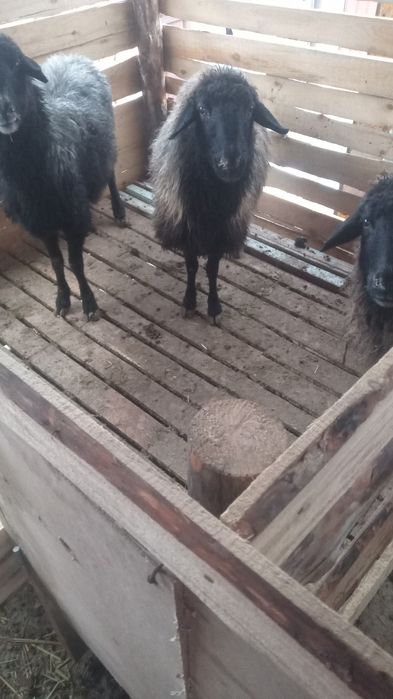 Буаз қойлар сатылады