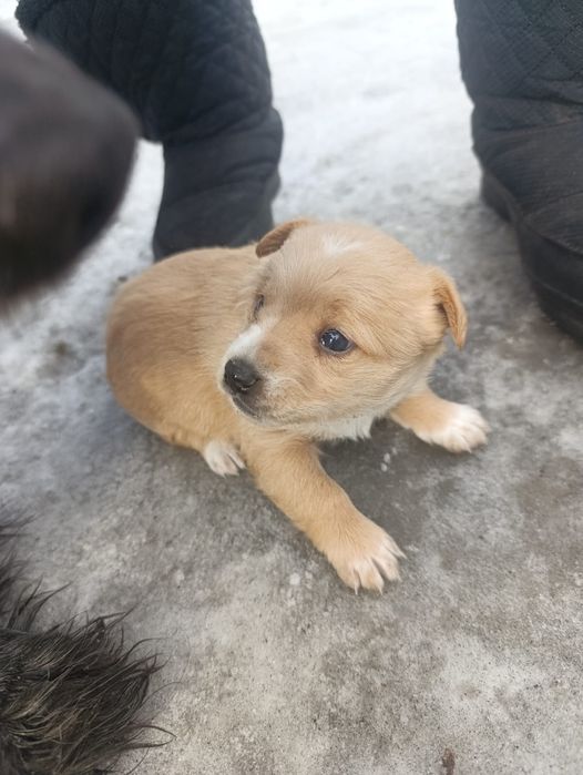 Щенок красивый .