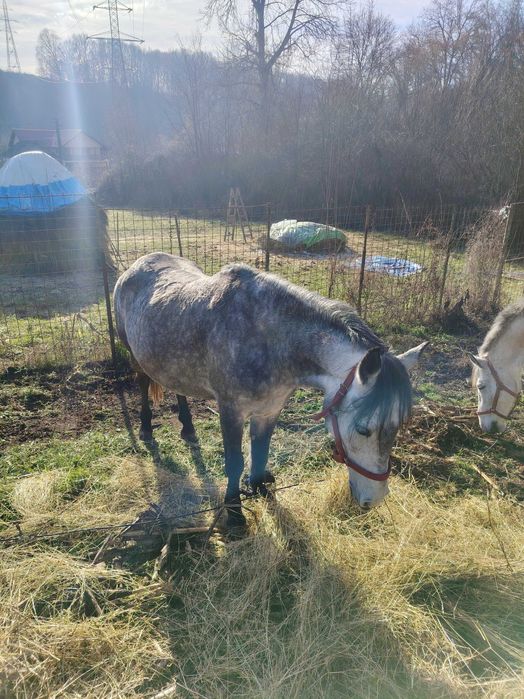 Vând iapa de șapte ani gestantă, detalii la telefon