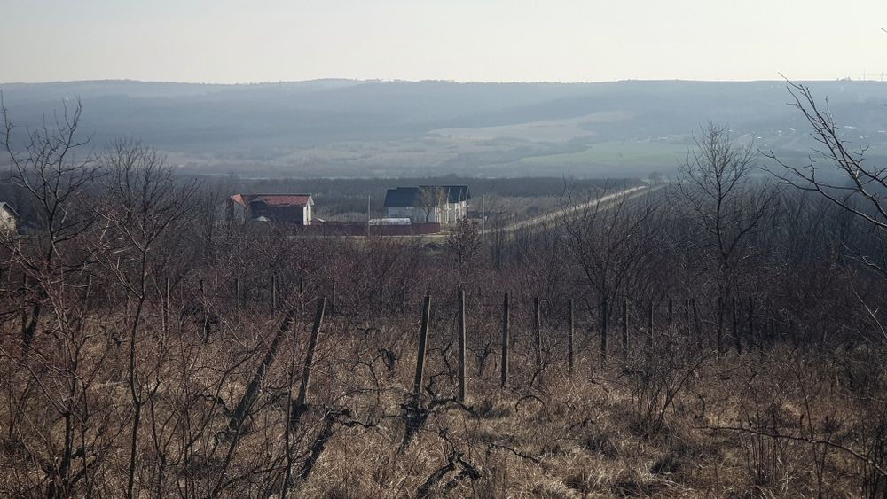 Teren  Extravilan ,Vita de  vie /Comuma Plopu, Judetul Prahova