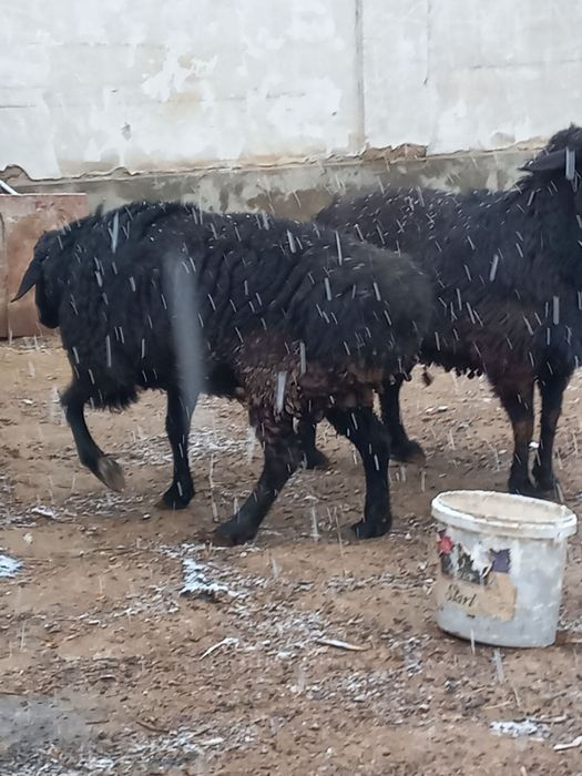 Qoy sotiladi кой сотилади