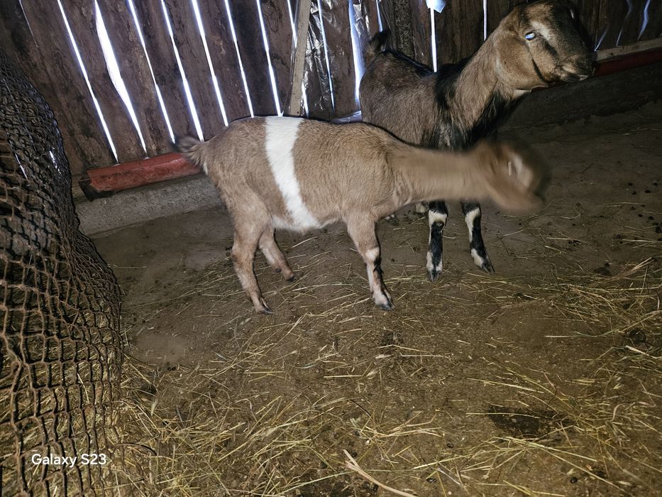 O pereche de iezi  Anglo nubieni din părinți cu pedigree