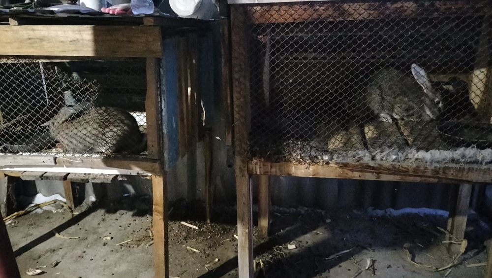 Продаю две клетки