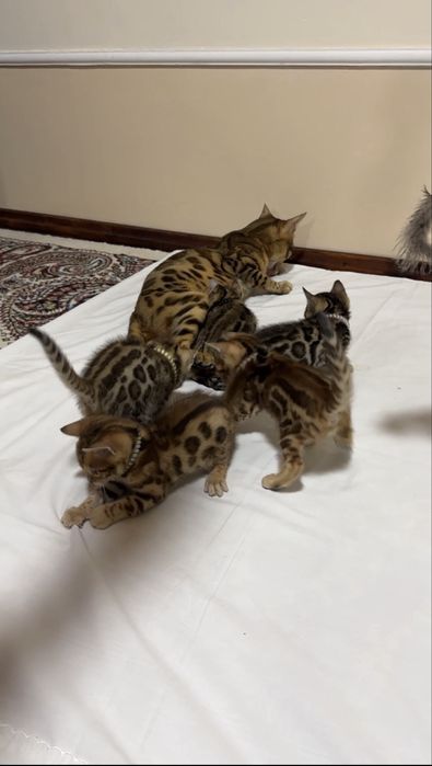 Бенгальская кошка