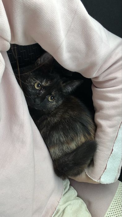 2 котенка мальчик и девочка