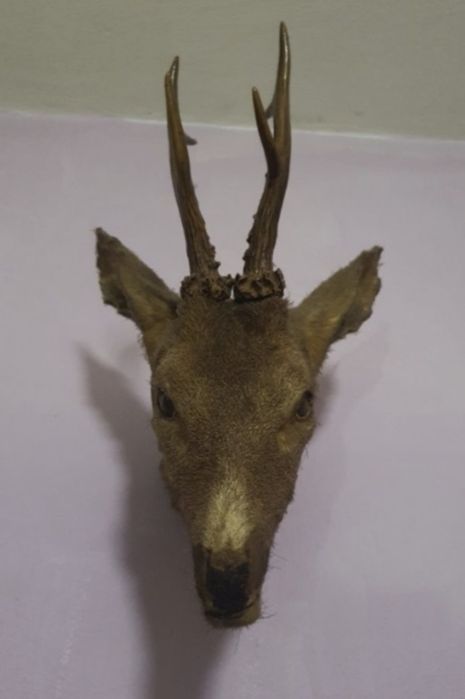 Трофей - Глава на Сръндак