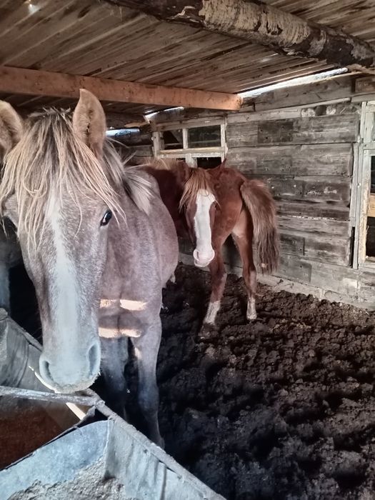 Соғымға Тай, Құнан, Бие сатылады