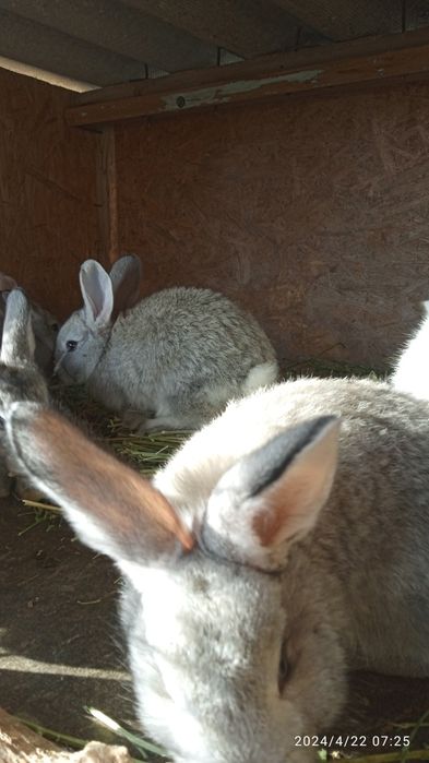 Прадам кральчат виликанав