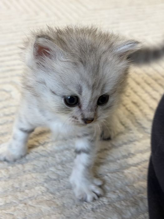 котята скоттиш страйт