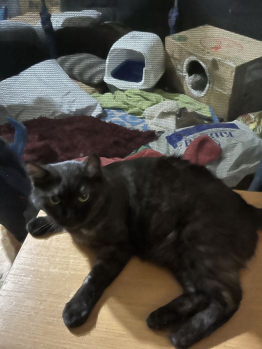 Отдам кота 2 года