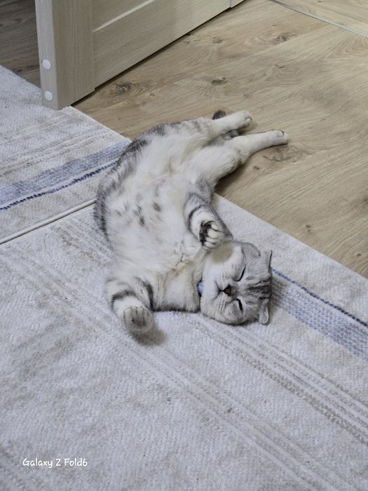 Скотиш фолд серебристый окрас