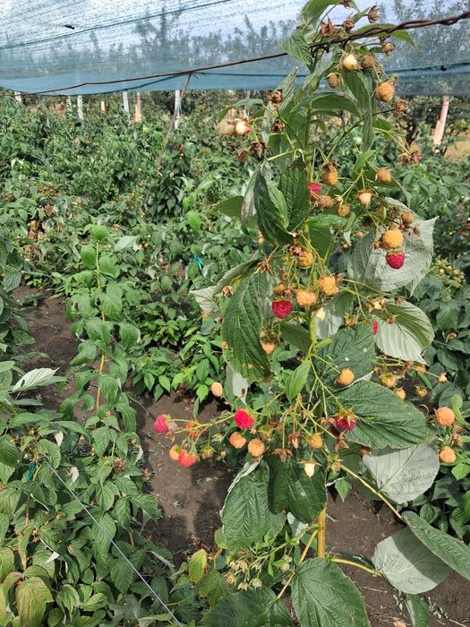 Vând butasi zmeură