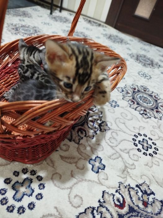 Toza qon bengal mushuklari sotiladi 1,5 oylik latok biladi korm yidi