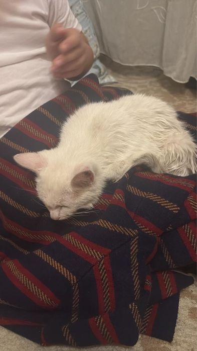 Отдам добрые руки кошечку
