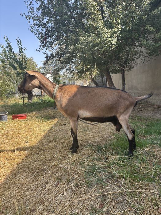 Уфа үй порно