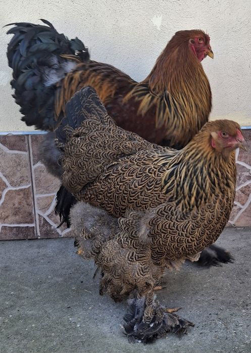 Vând pereche brahma potărnichiu pe negru 2025