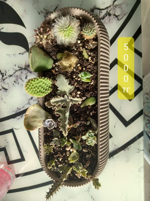 Продажа комнатных растений