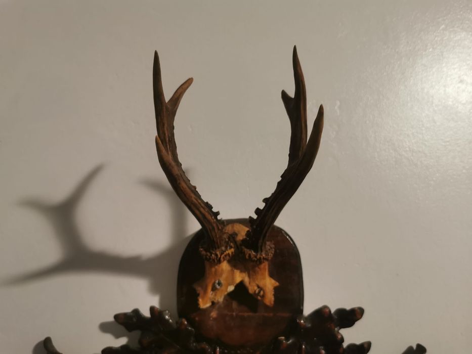 Vând trofee vânătorești!