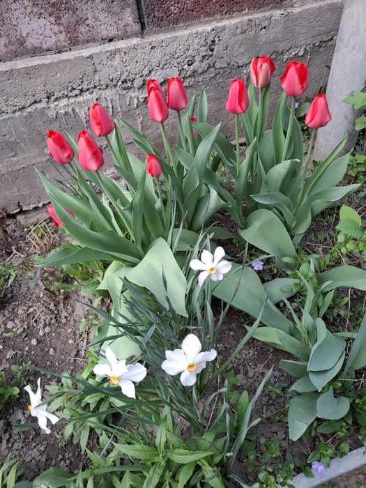 Тюльпаны - луковицы