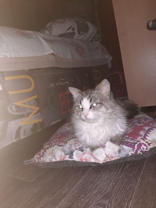 Передержка кошек/котов