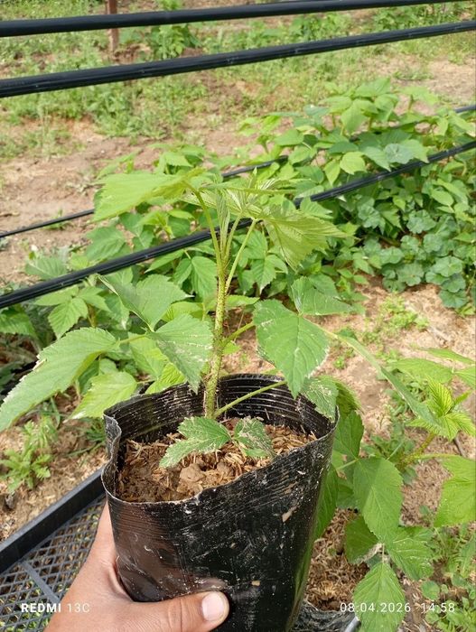 Malina ko‘chatlari Delniwa paketda | Ekishga tayyor