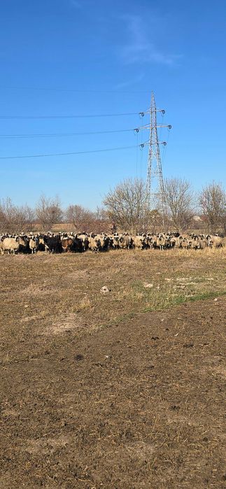 Oi de vanzare pe ales