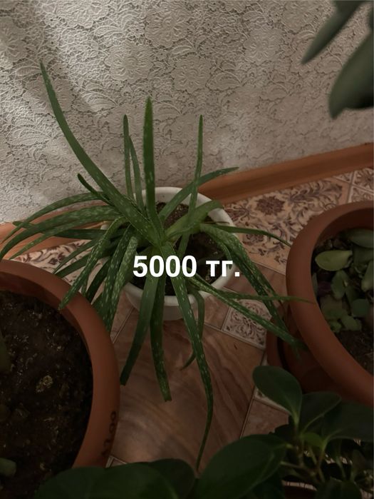 Комнатные растения