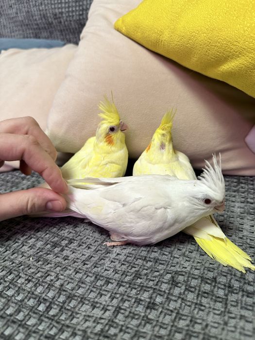 Попугай Корелла