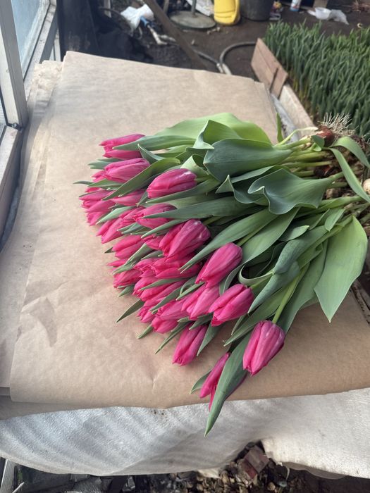 Тюльпаны оптом и в розницу