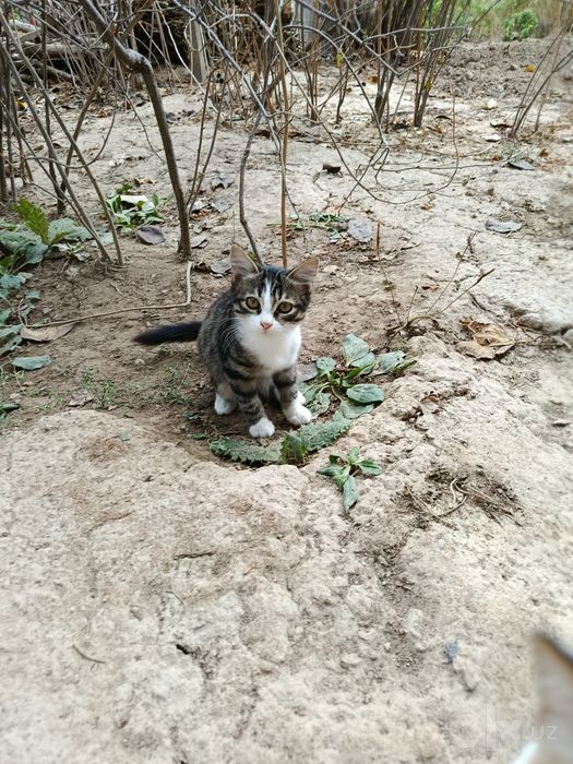 Котенок пристраивается.