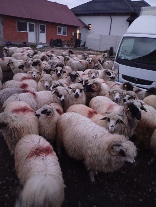 Vând oi țurcane breze,oachese și bucalai!