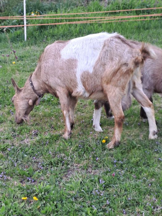 Vind capră gestantă metis apin francez cu sannen la 3 fătare in mai