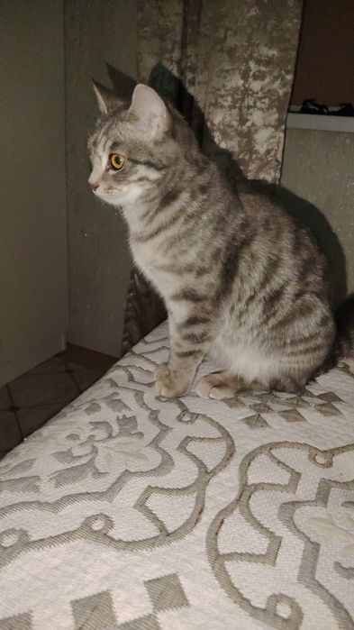 Отдам кошку бесплатно.