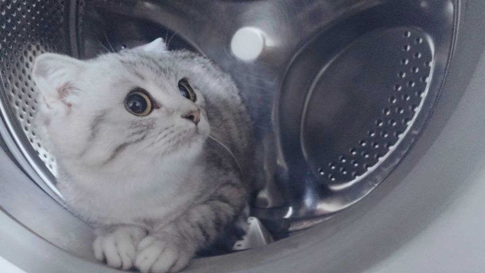 Страйт и Фолд кошки/коты