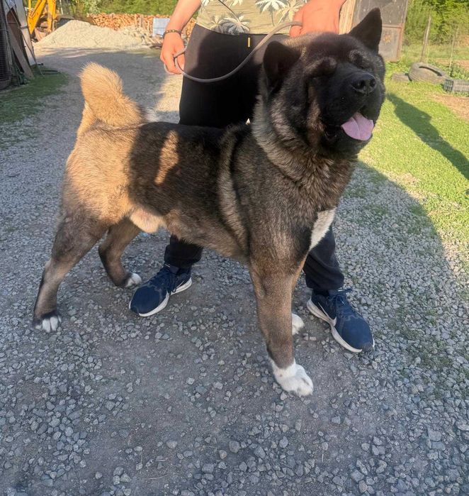 Akita american mascul