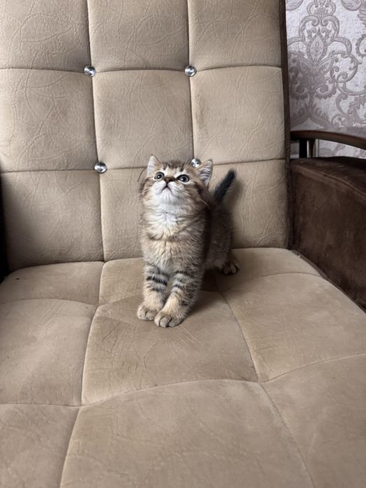 Срочно продается золотая  шиншила  от правильнлй вязки