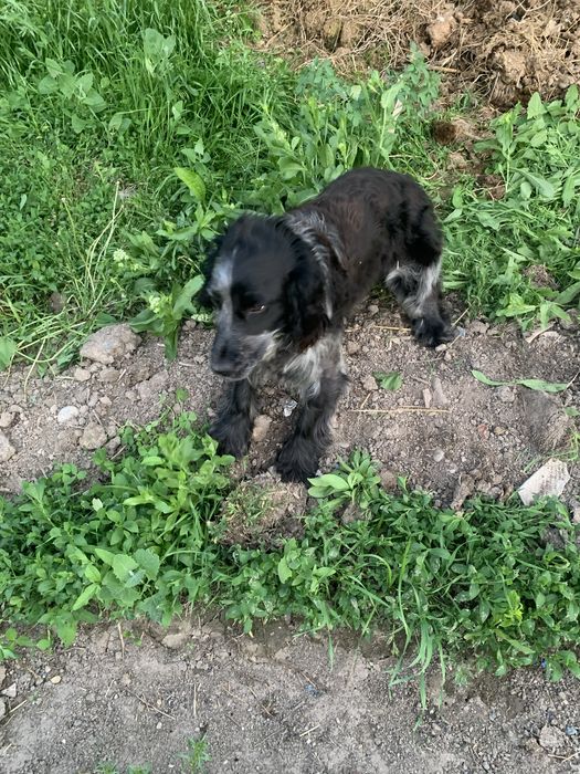 Руский спанель